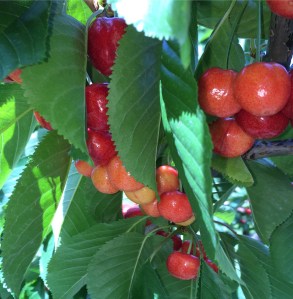 Cherries, June 23, 2015