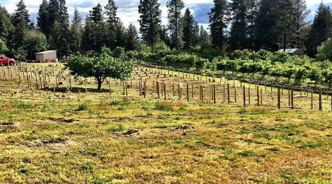 Fencing, Weeding, Planting, Building