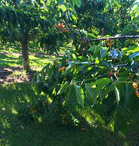 IMG_6888-branch-optimized