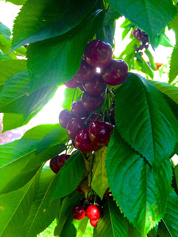 cherries-branch-down