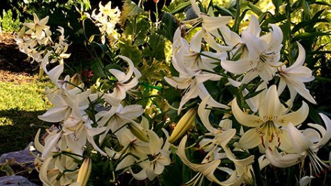 lillies-stone-garden