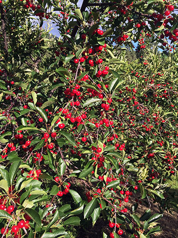 tart-cherries-for-cooking