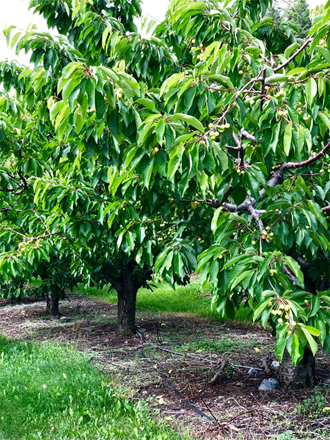 June Rows Tree tree-row | Getmans' Orchard and Vineyard
